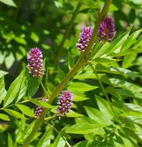Licorice: A Timeless Treasure of Nature