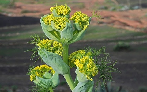 Galbanum