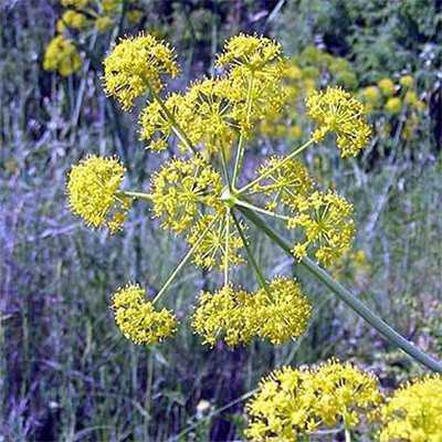 Galbanum 