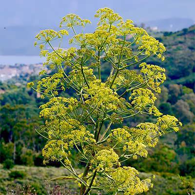 Galbanum