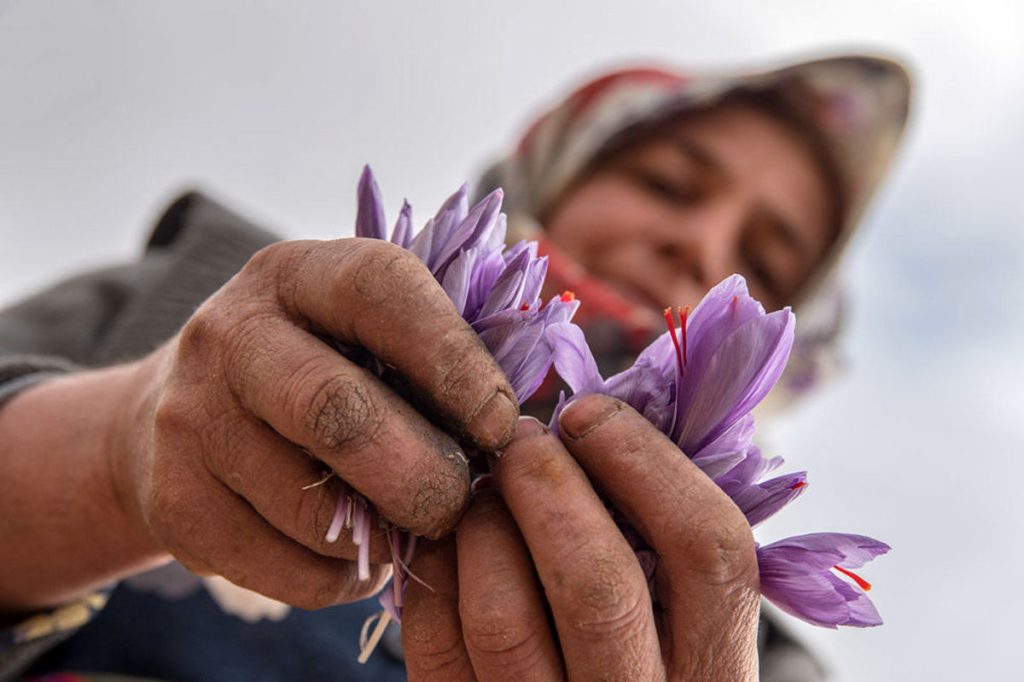 uses of saffron 