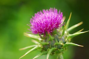 Milk Thistle Export