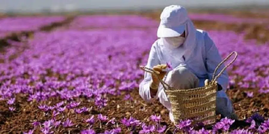 https://nexteracommerce.com/ Iranian Saffron: The Top Choice in the Global Spice Market