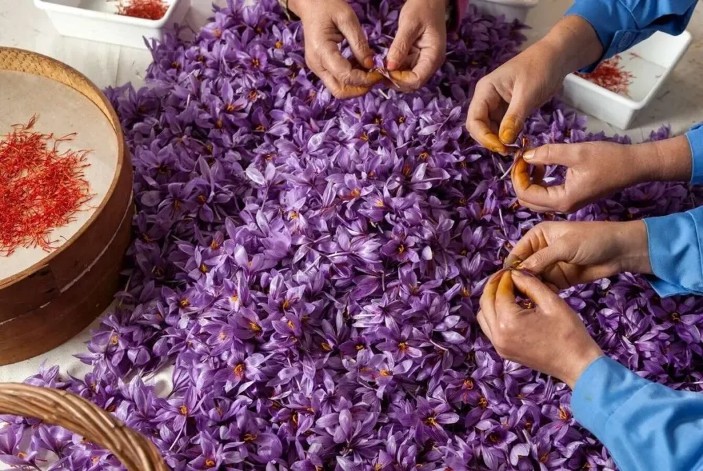 https://nexteracommerce.com/ Iranian vs Spanish Saffron