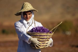 https://nexteracommerce.com/ Medicinal Properties of Iranian Saffron