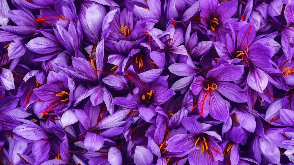 https://www.facebook.com/profile.php?id=61570933124818 Iranian saffron